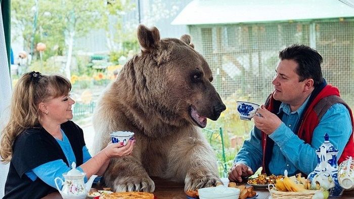 Une famille russe vit avec un ours de compagnie - VIDEO