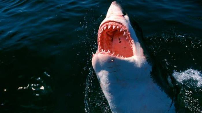 Un biólogo mexicano convoca para cuidar más que temer al tiburón blanco