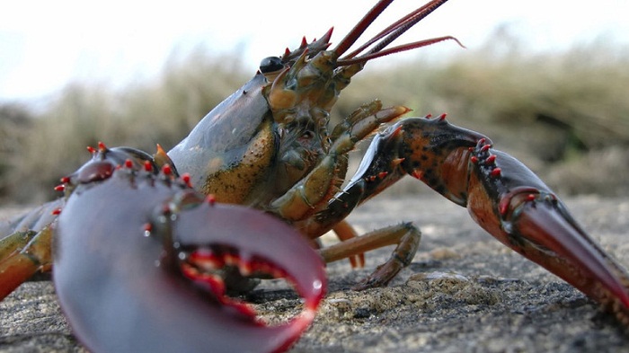 Des végétaliennes canadiennes aident un homard à faire un voyage du supermarché jusqu`à l`océan