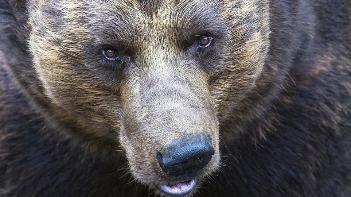 Finlande : un ours a effrayé les trois milles soldats d`une base militaire