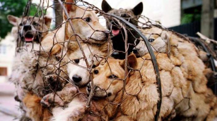 Hundefleisch-Festival in Südchina trotz Protesten gestartet