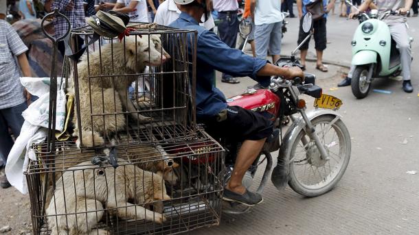 Chine: les préparatifs du festival de la viande de chien de Yulin, continuent