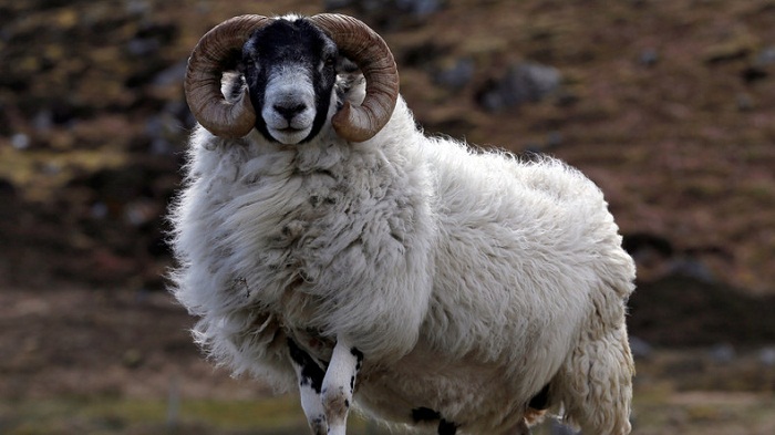 Espagne: un berger s`endort, pendant ce temps ses moutons font la fête dans la ville voisine - VIDEO