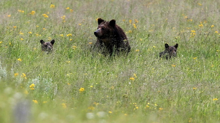 Attaques en série commises par des ours au Japon