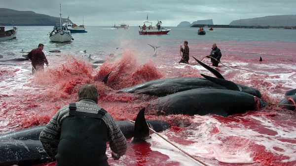 Massacre annuel des baleines dans les îles Féroé, les activistes proteste - VIDEO