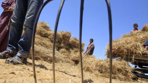 Syrie, Yémen, Nigeria: L`agriculture décimée, la faim arme de guerre