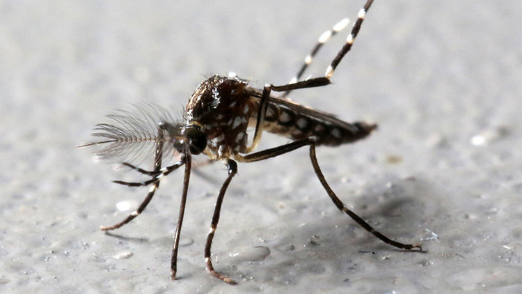El mayaro, el nuevo virus transmitido por mosquitos que preocupa a América Latina