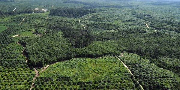 Indonésie: HSBC finance la destruction de forêt tropicale, accuse Greenpeace