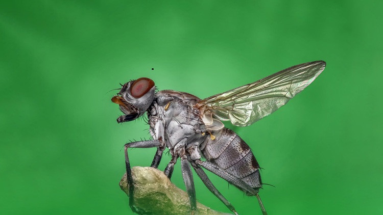 Las moscas propagan el gen responsable de la resistencia a antibióticos
