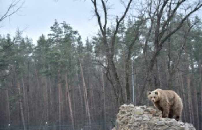 En Ukraine, une deuxième vie pour des ours maltraités