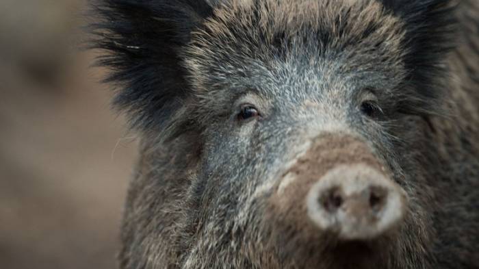 Wildschwein stiftet Chaos am Flughafen in Prag