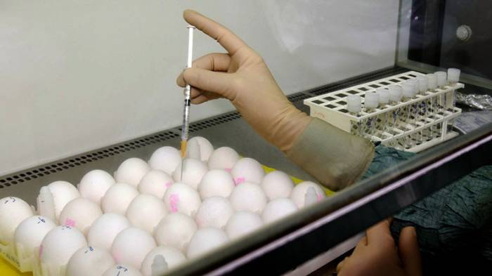 Eier gegen Krebs - Japanische Forscher züchten Hennen, die Eier mit Medizin legen