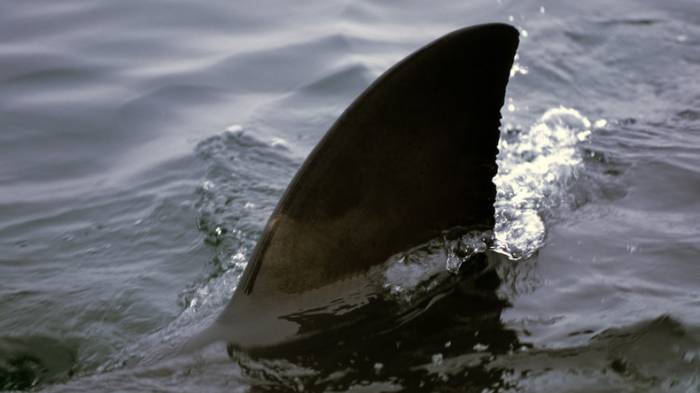 "Das war wie im Film": Jugendliche in Australien vom Weißen Hai angegriffen