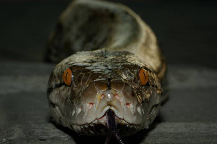 La peur des serpents et araignées serait inscrite dans votre ADN