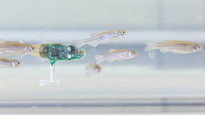 Schweizer Forscher entwickeln Spionage-Roboter für Fische