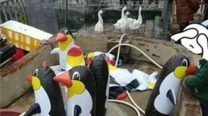 Aufblasbare Pinguine und Geflügel statt Wildtiere: Chinesischer Zoo enttäuscht Besucher