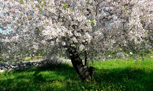Spring blossom: warmer weather sees flowers bloom - PHOTOS