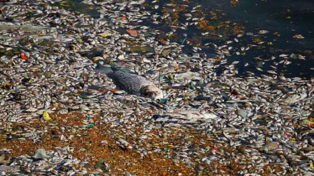 Tausende Fische treiben tot auf See