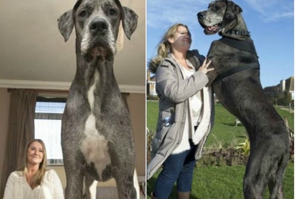 À la découverte de Freddy, le chien le plus grand du monde - VIDEO