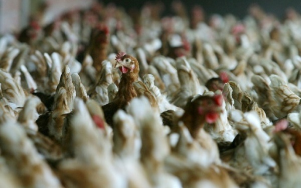 Japon: cas de grippe aviaire, abattage de plus de 330.000 volailles
