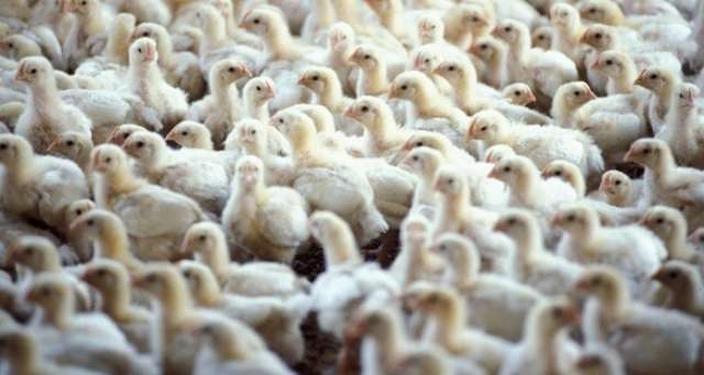 Millions of chickens may need to be culled over contaminated eggs