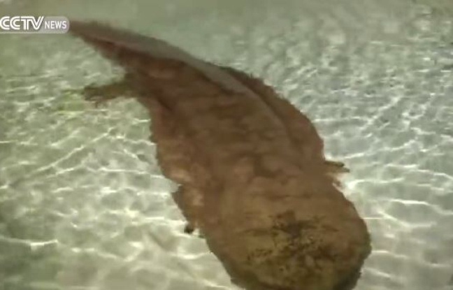 VIDEO Chine: Une salamandre géante de 200 ans retrouvée vivante