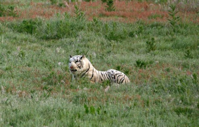 Béziers: Un tigre sème la terreur dans un petit village... Il était... en peluche