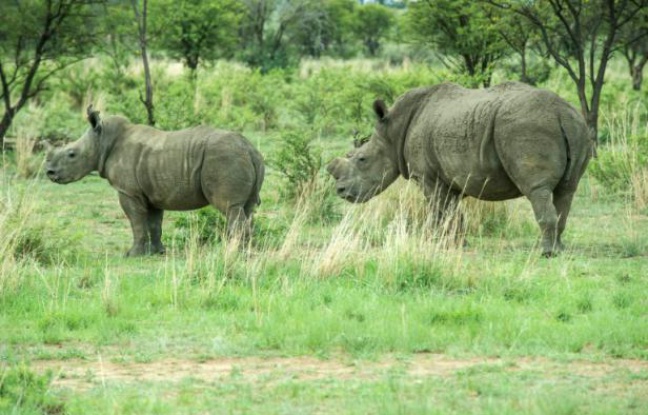 Le braconnage des rhinocéros atteint des records