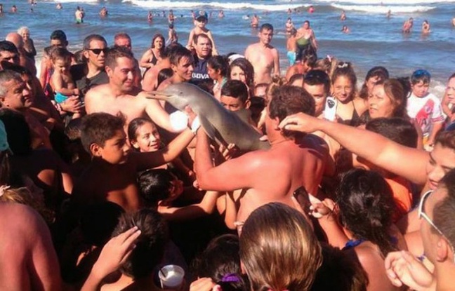 Un bébé dauphin meurt déshydraté à cause de trop nombreux selfies PHOTOS 