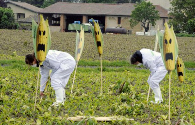Monsanto: le Conseil d`Etat annule l`interdiction du maïs OGM