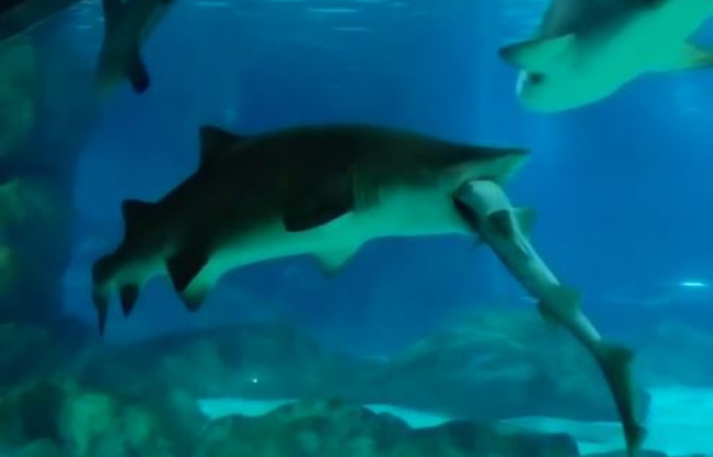 Un requin dévore son compagnon d`aquarium mais peine à le digérer VIDEO