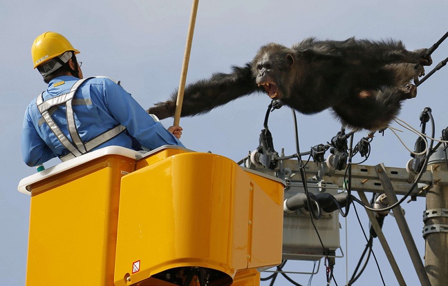 Japon: Un chimpanzé s’échappe d’un zoo et sème la panique en ville - VIDEO