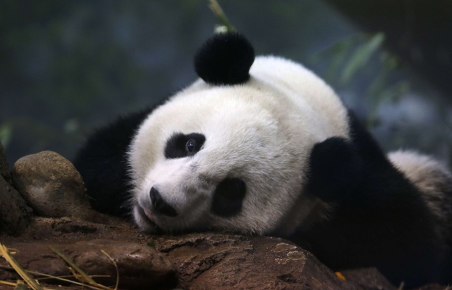 Chine: Ya Li, une femelle panda, a donné naissance à ses jumelles