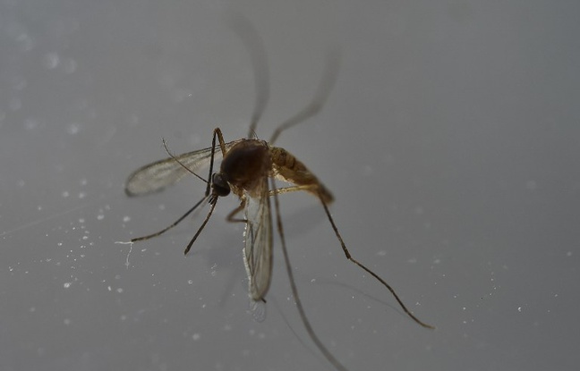 Virus Zika: Deux vaccins efficaces sur des souris