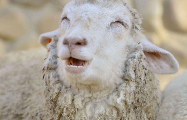 Des moutons probablement défoncés au cannabis sèment la pagaille dans une ville 