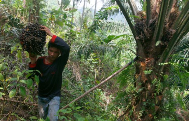 L`Indonésie s`attaque à l`huile de palme après les gigantesques feux de forêts