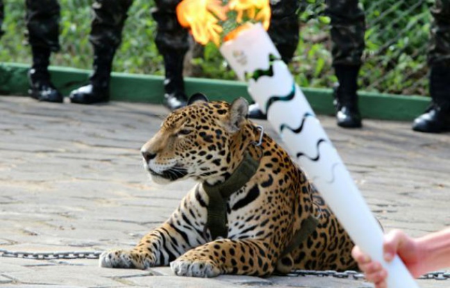 Brésil: un jaguar abattu après le passage de la torche olympique