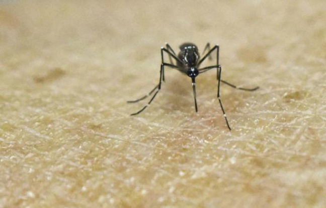Zika: la lutte contre les moustiques abordée lors d`un colloque à Paris