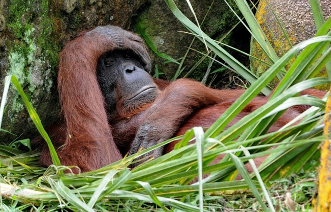 L`orang-outang de Bornéo, au bord de l`extinction (UICN)