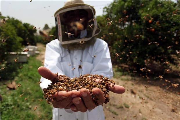 L`homme et l`abeille, une histoire d’amour vieille de 9000 ans