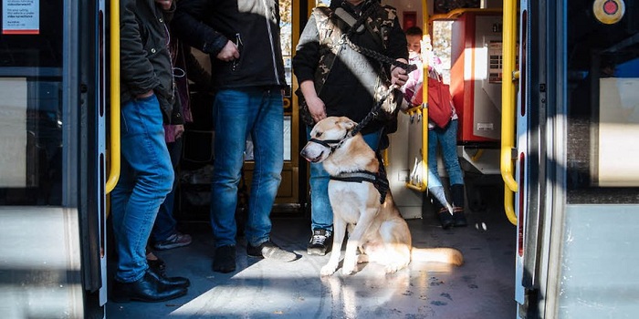KVB will Ticket für Hunde einführen