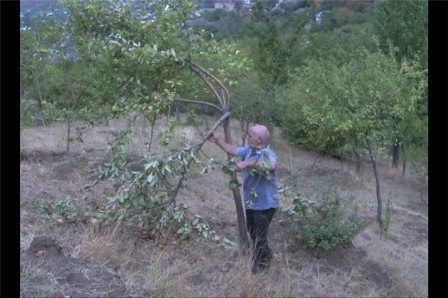 Şəkidə ayı evə hücum etdi - FOTO