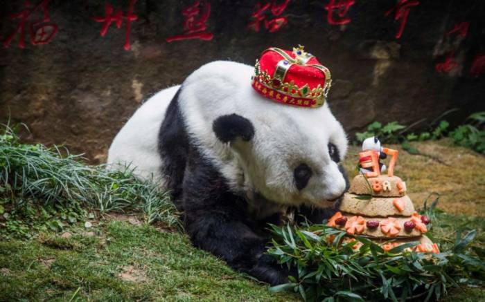 Le plus vieux panda du monde meurt à 37 ans