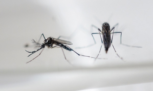 Au moins deux mois de relations sexuelles protégées au retour de zones Zika