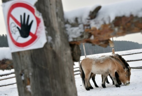 En 30 ans, Tchernobyl est devenu une réserve d`animaux sauvages