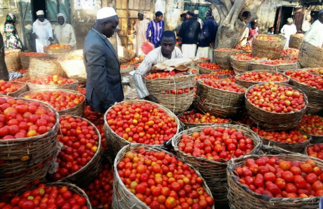 Au Nigeria, des tomates pour lutter contre le chômage