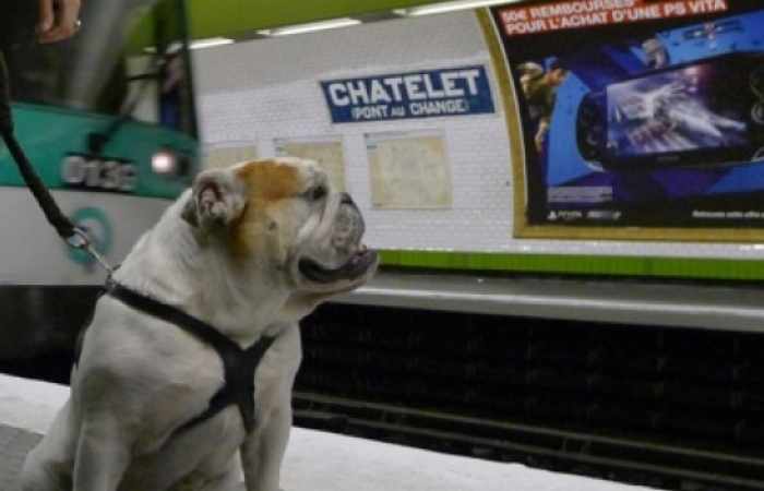 Paris: les gros chiens acceptés dans le métro
