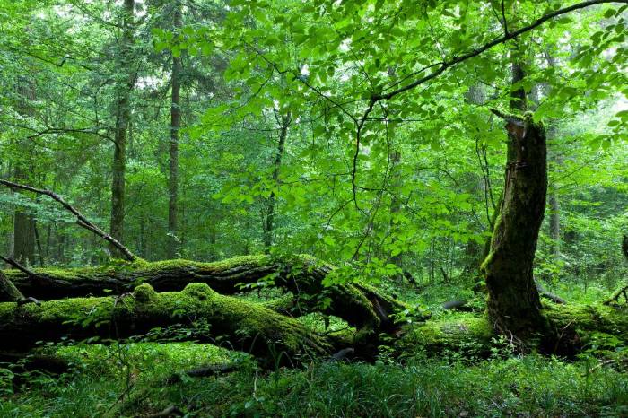La Pologne payera 100.000 euros par jour si elle continue l’abattage de sa forêt millénaire