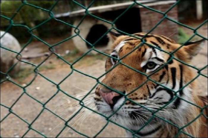 Ausgebüchster Tiger verbreitet Angst in Mexiko