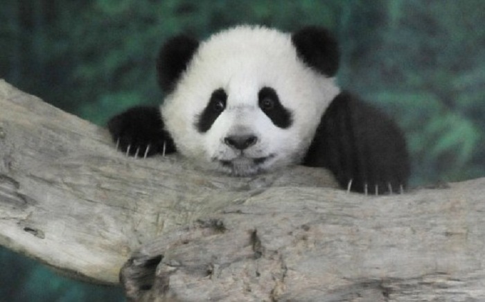 Chine : un bébé panda nait sans appui humain, une première en 2016